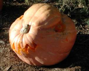 Killer Rabbit, Nipomo Pumpkin Patch, carving idea